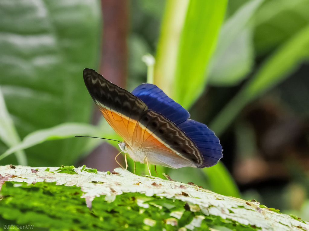 Cirrochroa regina