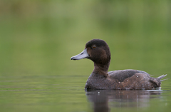 New Zealand Scaup photo 3