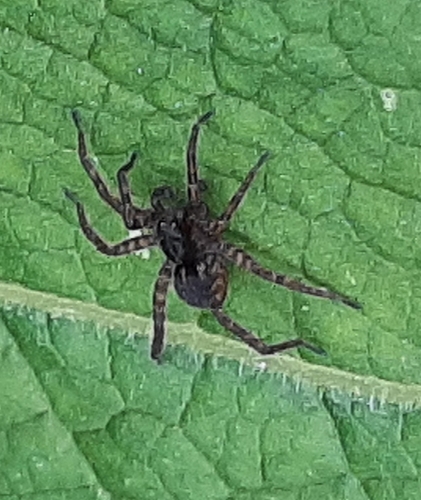Spotted Wolf Spider, 3274 Heinenoord, Nederland, photo 3 of 10