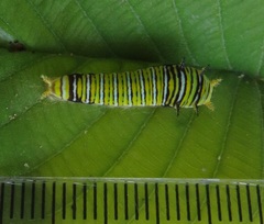 Graphium angolanus angolanus