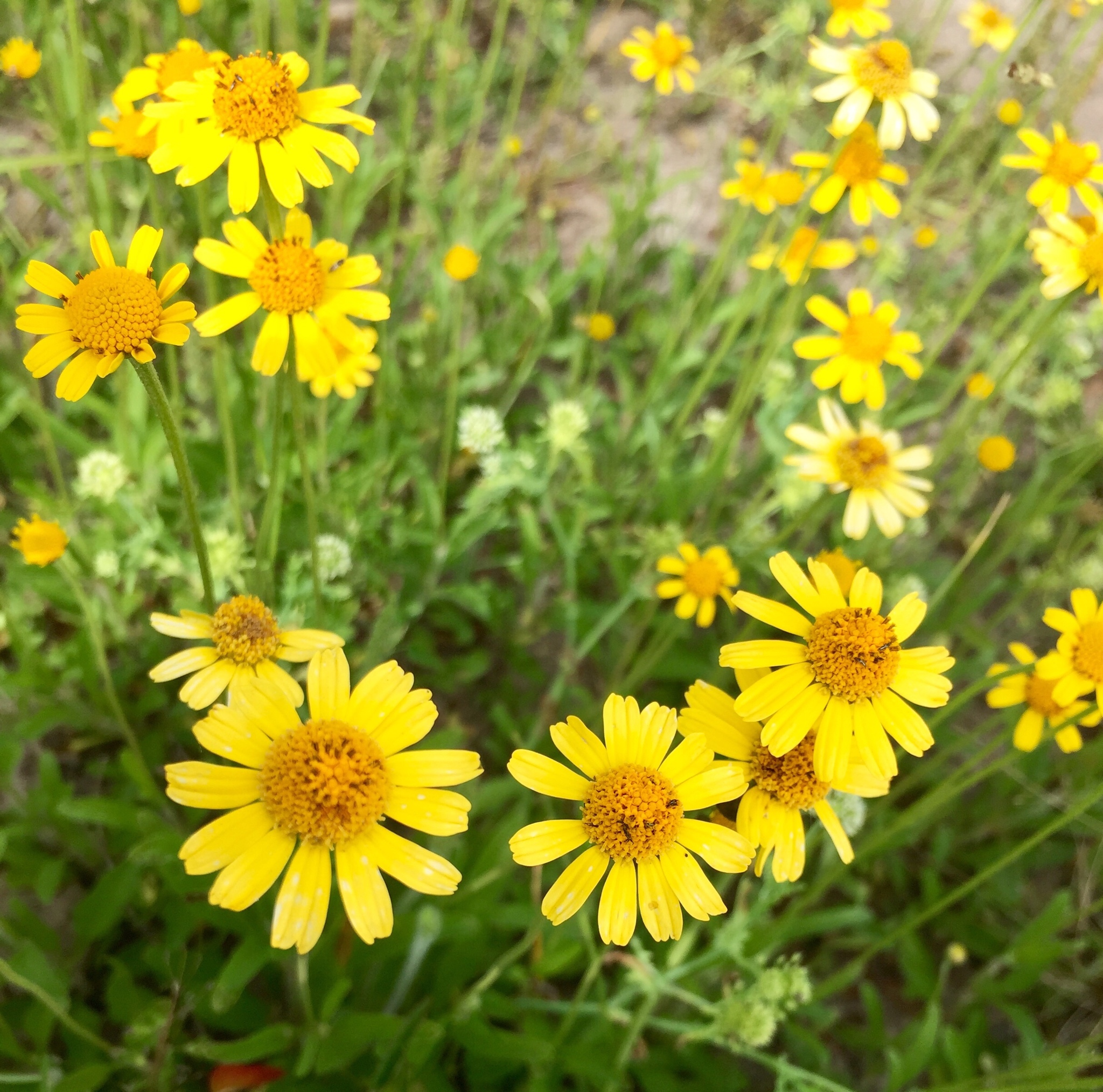 Acmella decumbens