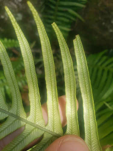 Image of Blechnum attenuatum by (c) Ben Costamagna, some rights reserved (CC BY)