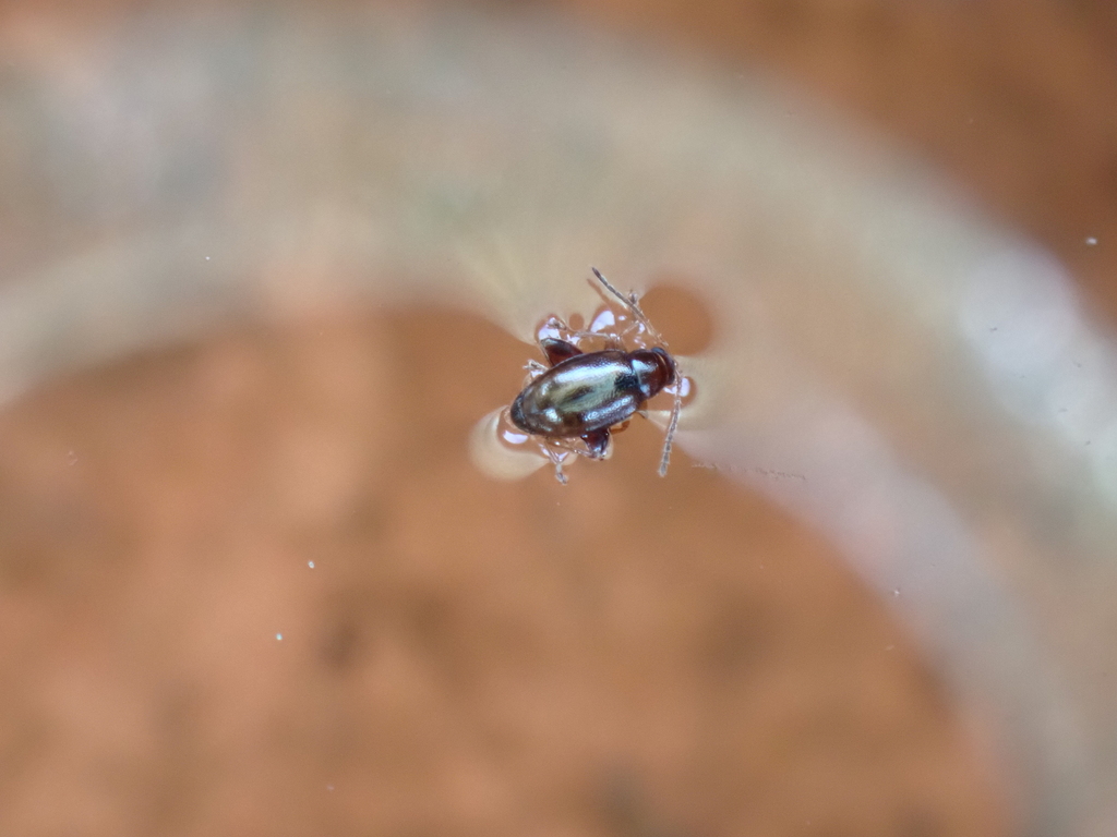 Longitarsus in November 2023 by Dr. Guido Bohne · iNaturalist