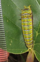 Graphium angolanus angolanus