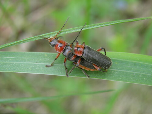 Raudonkojis Minkštavabalis