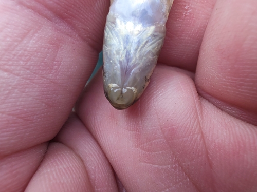 Chinese False Gudgeon