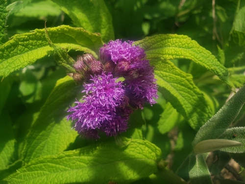 Drakensberg Vernonia (Hilliardiella flanaganii)