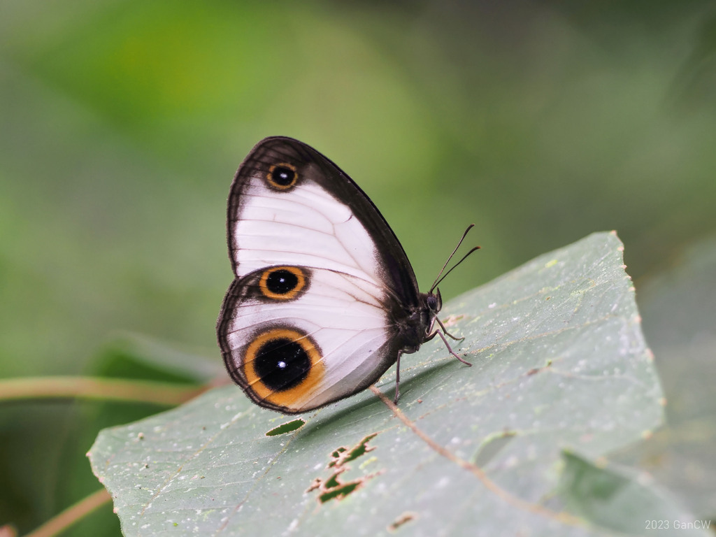 Mycalesis drusillodes