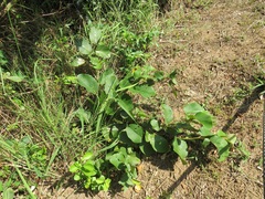 Annona senegalensis