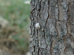 Praticolella mexicana