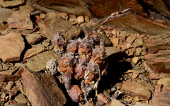 Anacampseros filamentosa