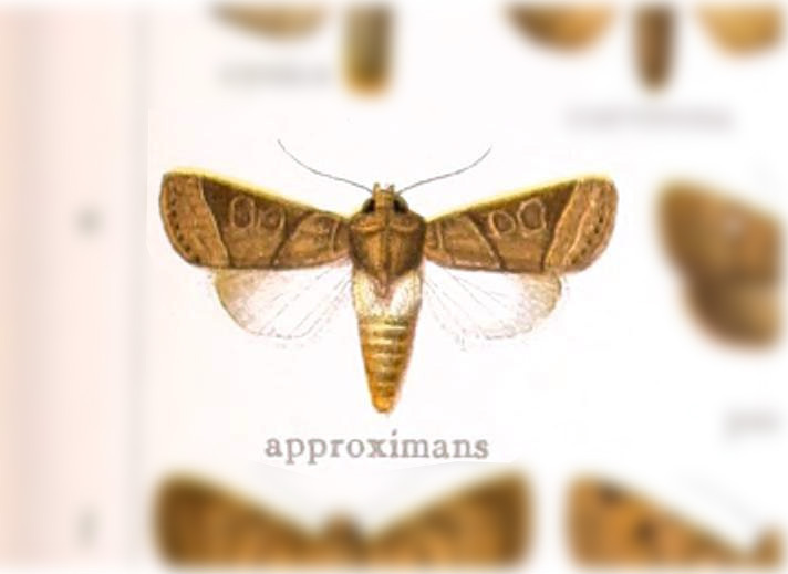 Eriopyga approximans