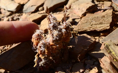 Anacampseros filamentosa