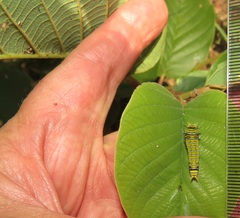 Annona senegalensis