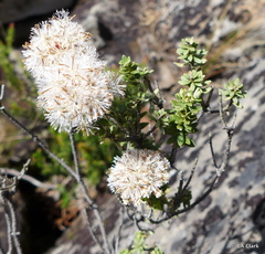 Ozothamnus rodwayi