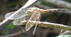 Orthetrum abbotti