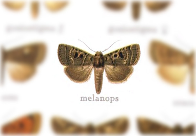 Synorthodes melanops