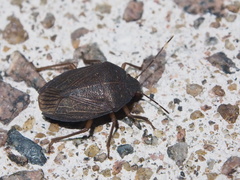 Caystrus obscurus