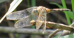 Orthetrum abbotti