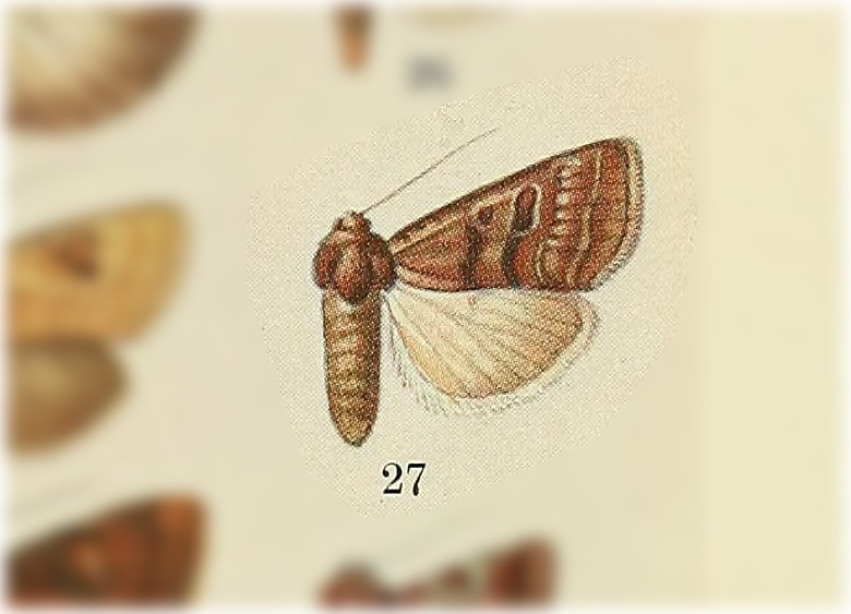 Hypotrix violascens