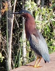 Butorides virescens image
