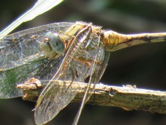 Orthetrum abbotti