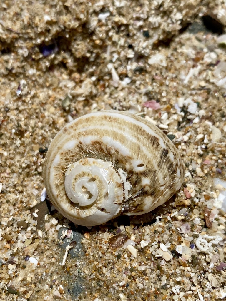 Rough turban shell from Solitary Islands Marine Park, Mullaway, NSW, AU ...