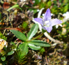 Wahlenbergia saxicola