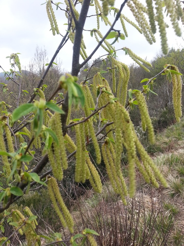 European Hop-hornbeam