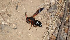 Hypodynerus chiliensis