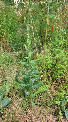 Lactuca virosa iNat (2)