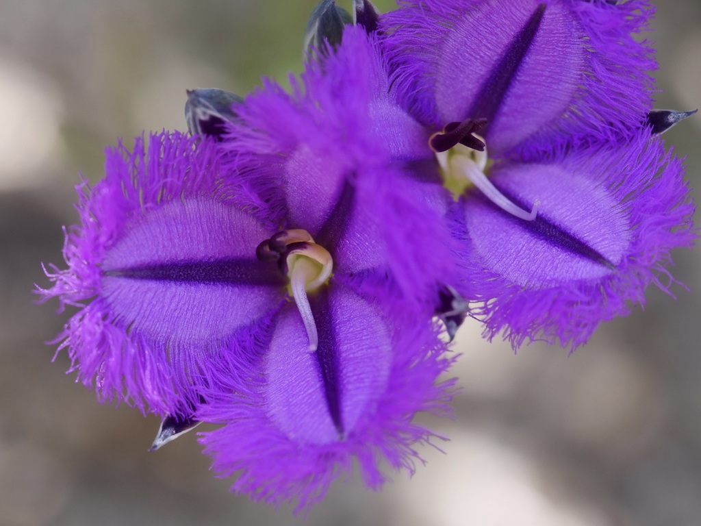 Thysanotus triandrus