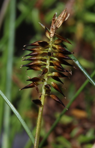 Carex pyrenaica iNat (2)