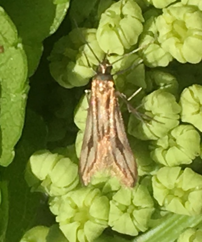 Blackberry Skeletonizer