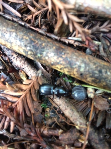 Straight-jawed Pedunculate Ground Beetle photo 4
