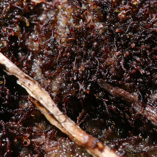 Rounded Rustwort (Marsupella sparsifolia)