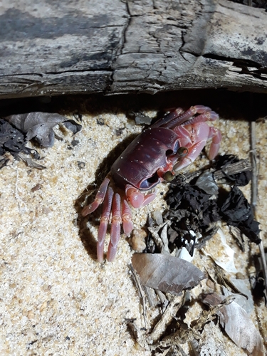 African Ghost Crab