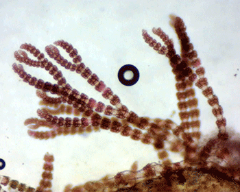 Representative image of Gayliella