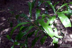 Pouteria salicifolia