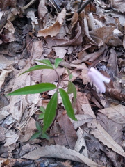 Anemonoides trifolia