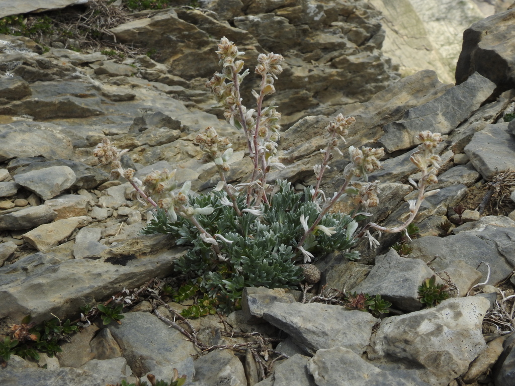 Artemisia eriantha