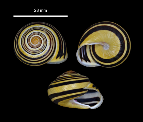 Rudalūpė dryžė nuotrauka