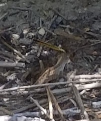 Libellula needhami