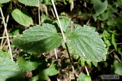 Lantana megapotamica