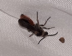 Dasymutilla sicheliana