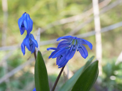Scilla siberica