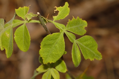 wild citrus (Citropsis daweana)