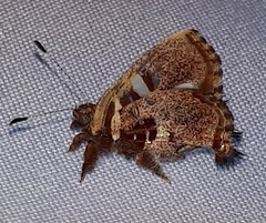 Anteros carausius carausius