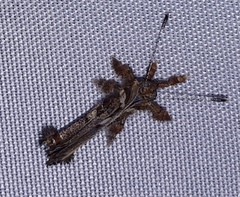 Anteros carausius carausius