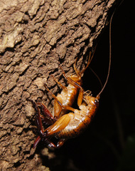 Talitropsis megatibia